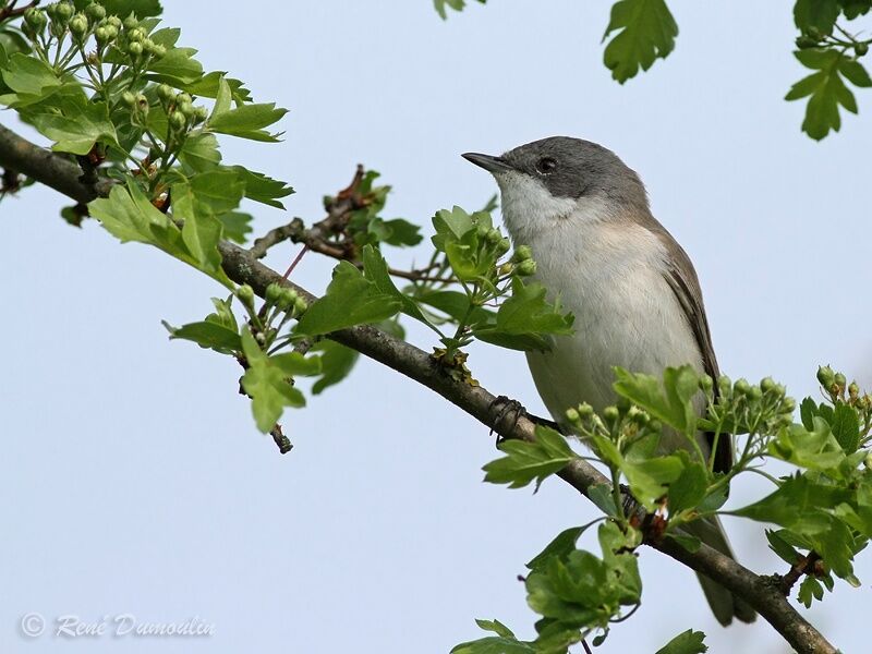 Lesser Whitethroat male adult, identification