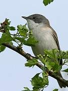 Lesser Whitethroat