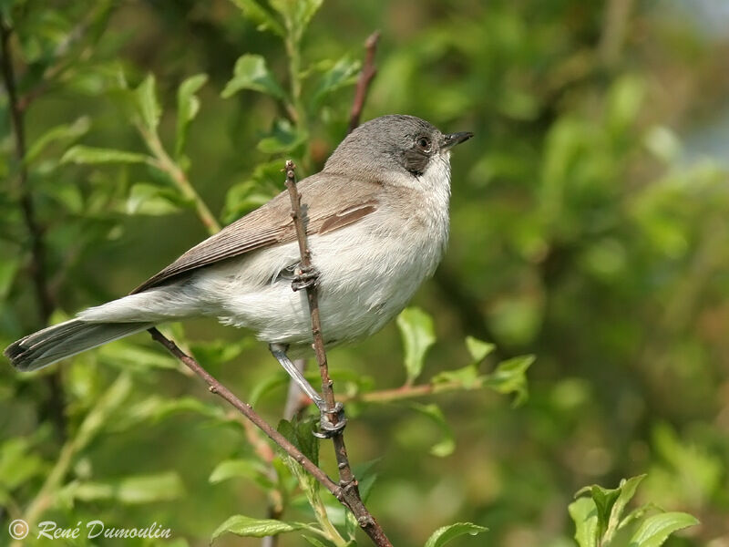 Fauvette babillarde mâle adulte, identification