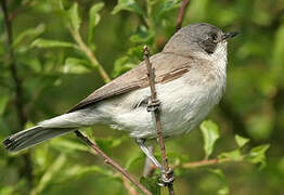 Lesser Whitethroat