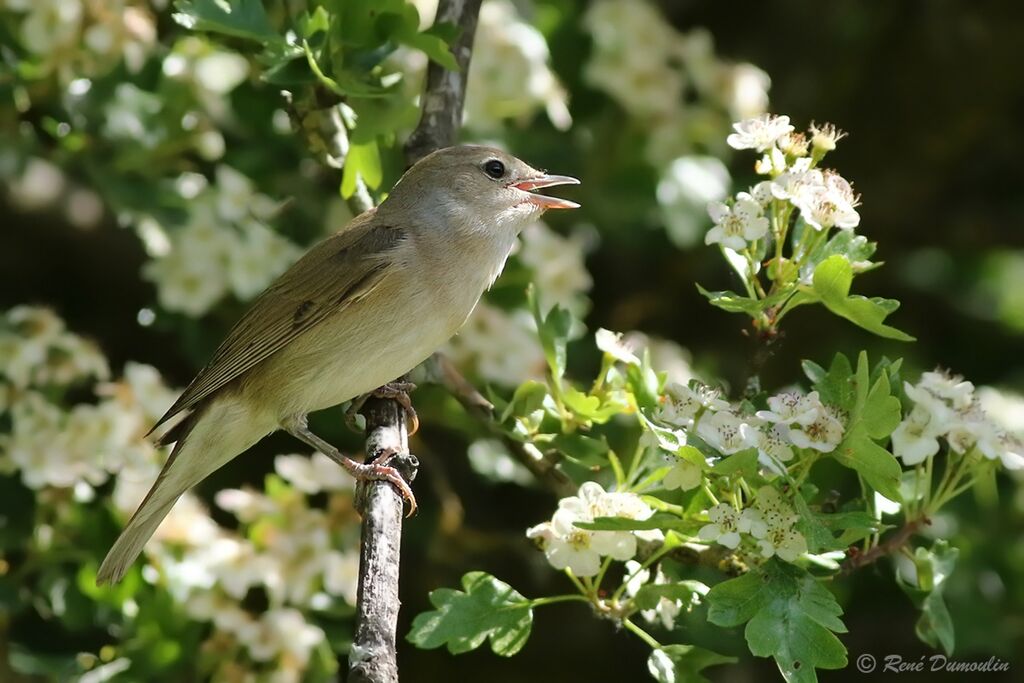 Fauvette des jardins mâle adulte nuptial, chant