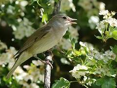 Garden Warbler