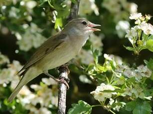 Fauvette des jardins