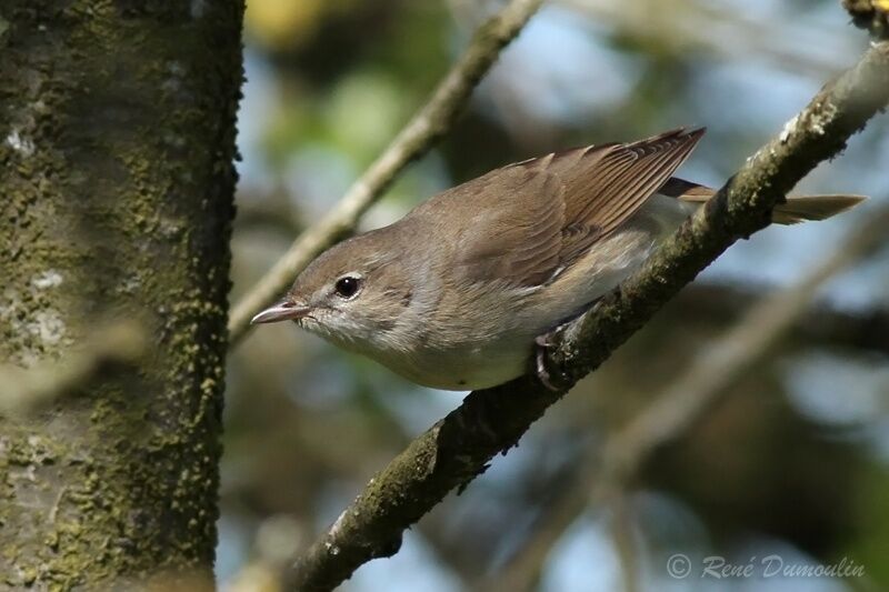 Garden Warbler male, identification