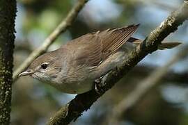 Garden Warbler