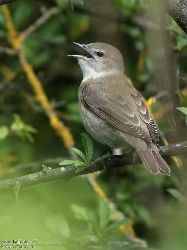 Garden Warbler male adult, identification