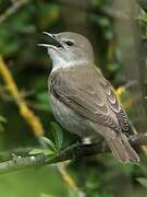 Garden Warbler