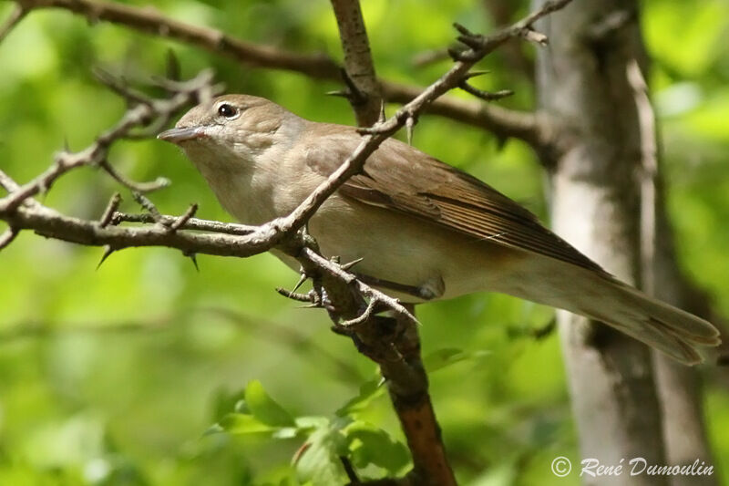 Garden Warbler, identification