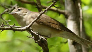 Garden Warbler