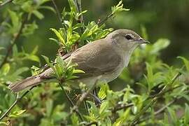 Garden Warbler