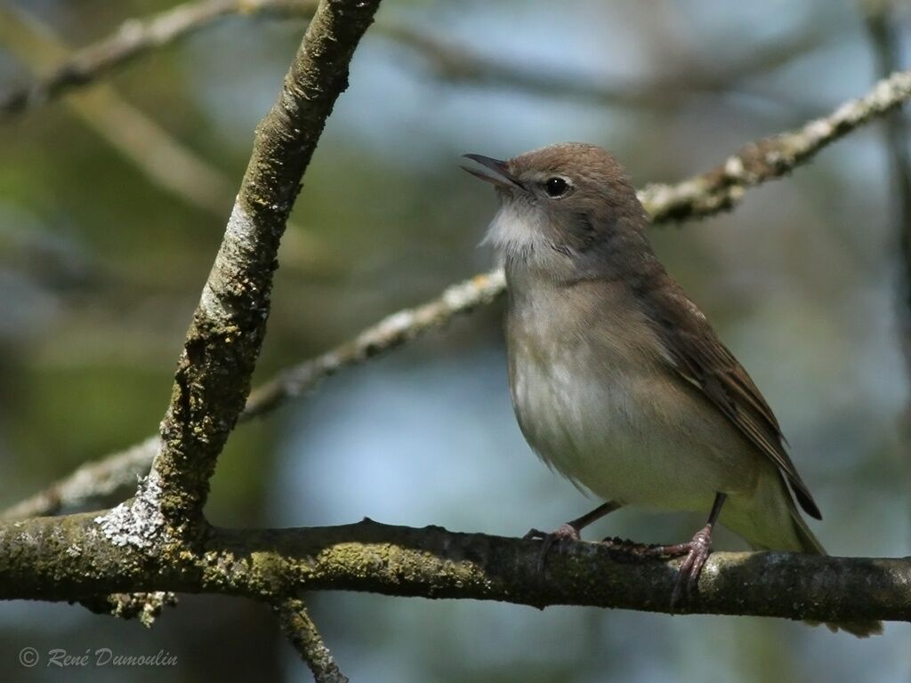 Fauvette des jardins mâle adulte, identification, chant