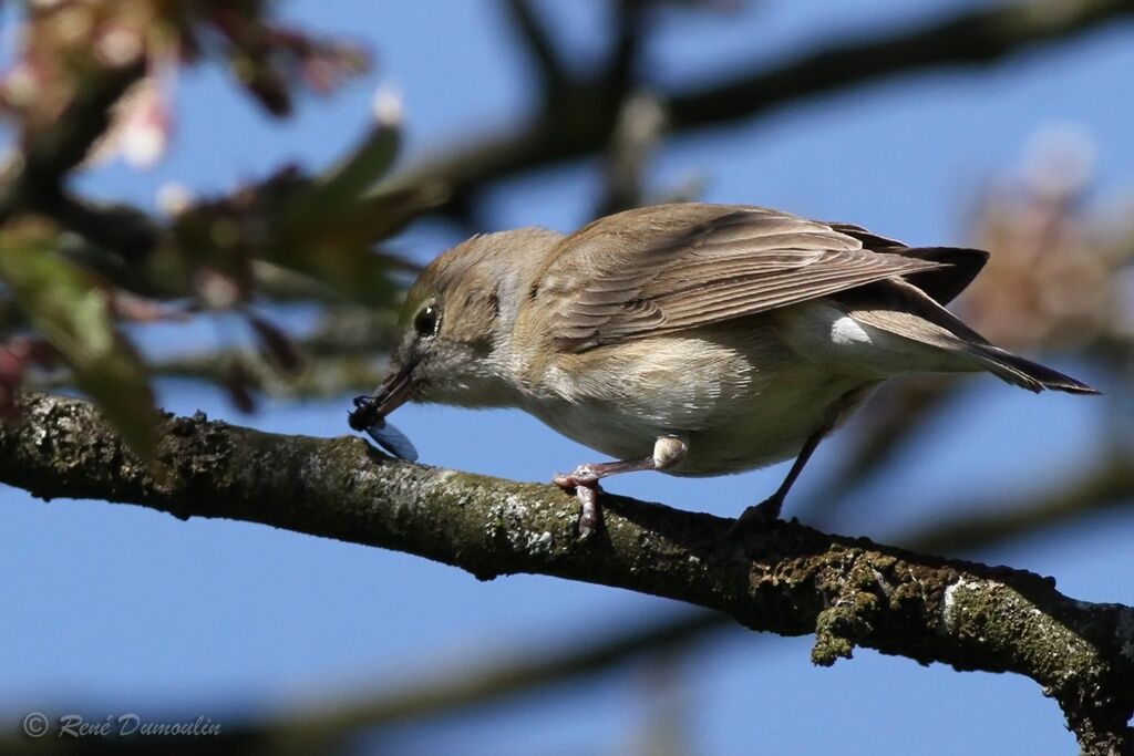 Garden Warbler male adult, identification, eats