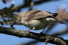 Garden Warbler