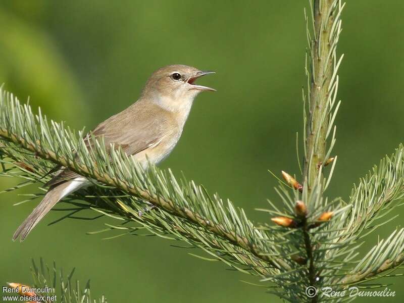 Garden Warbler male adult, identification, song