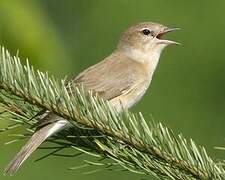 Garden Warbler