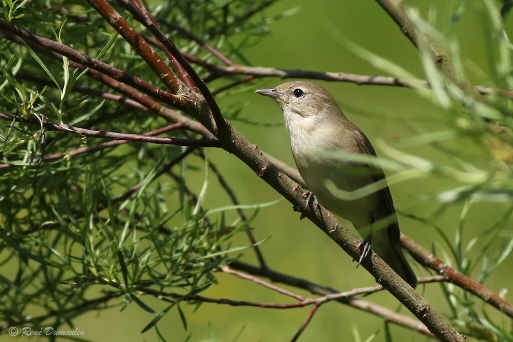 Garden Warbler male adult breeding, identification