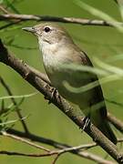 Garden Warbler