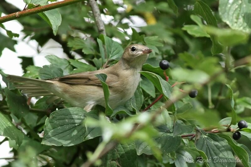 Garden Warblerjuvenile, identification