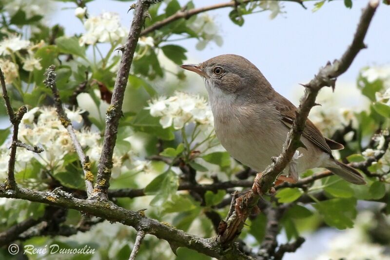 Common Whitethroat male adult, identification