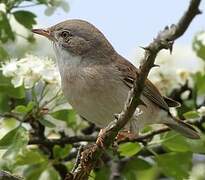 Common Whitethroat