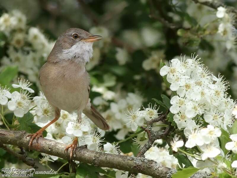 Common Whitethroat male adult breeding, close-up portrait, song