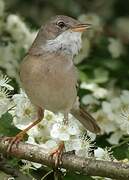 Common Whitethroat