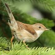 Common Whitethroat