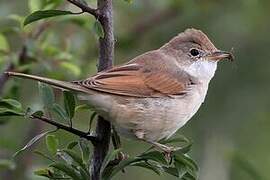 Common Whitethroat