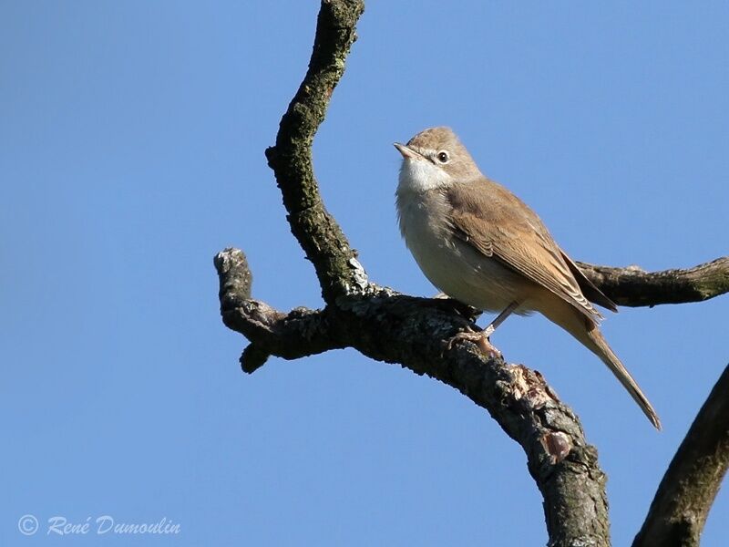 Common Whitethroatjuvenile, identification