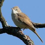 Common Whitethroat