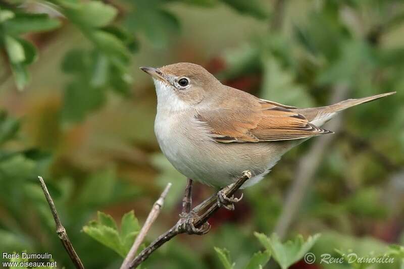 Common Whitethroatjuvenile, identification