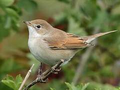 Common Whitethroat