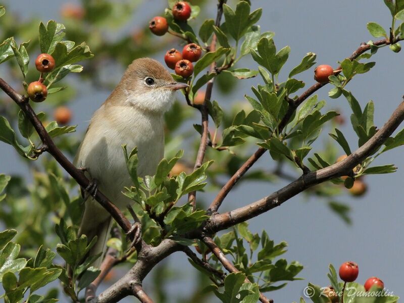 Fauvette grisette femelle adulte, identification