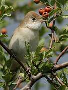 Common Whitethroat