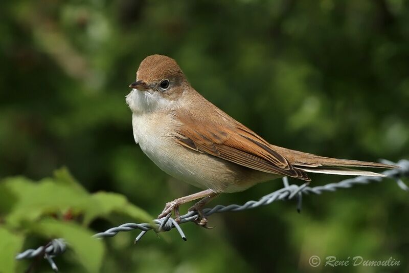 Common Whitethroatjuvenile, identification