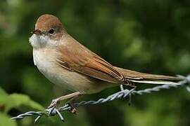 Common Whitethroat