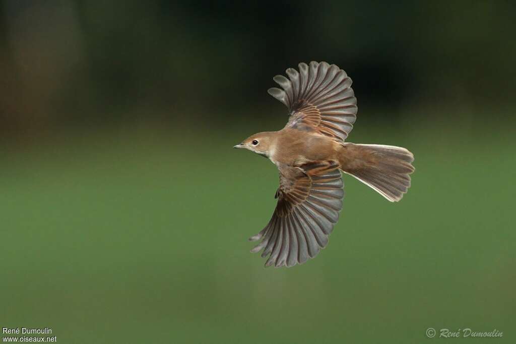 Common Whitethroatjuvenile, Flight