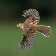 Common Whitethroat