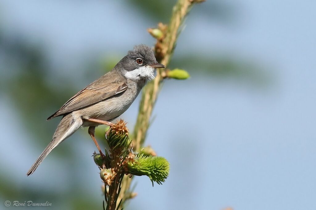 Fauvette grisette mâle adulte nuptial, identification