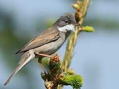 Common Whitethroat