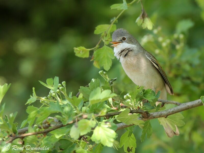 Fauvette grisette mâle adulte nuptial, identification, chant