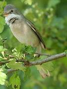 Common Whitethroat