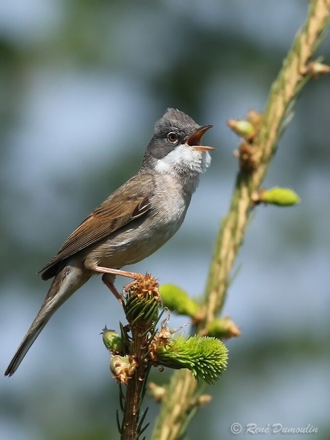 Fauvette grisette mâle adulte nuptial, identification, chant