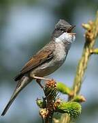 Common Whitethroat