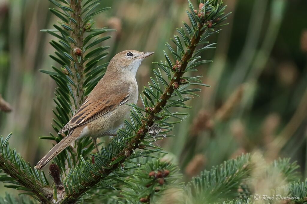 Fauvette grisette1ère année, identification