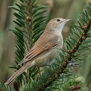 Common Whitethroat