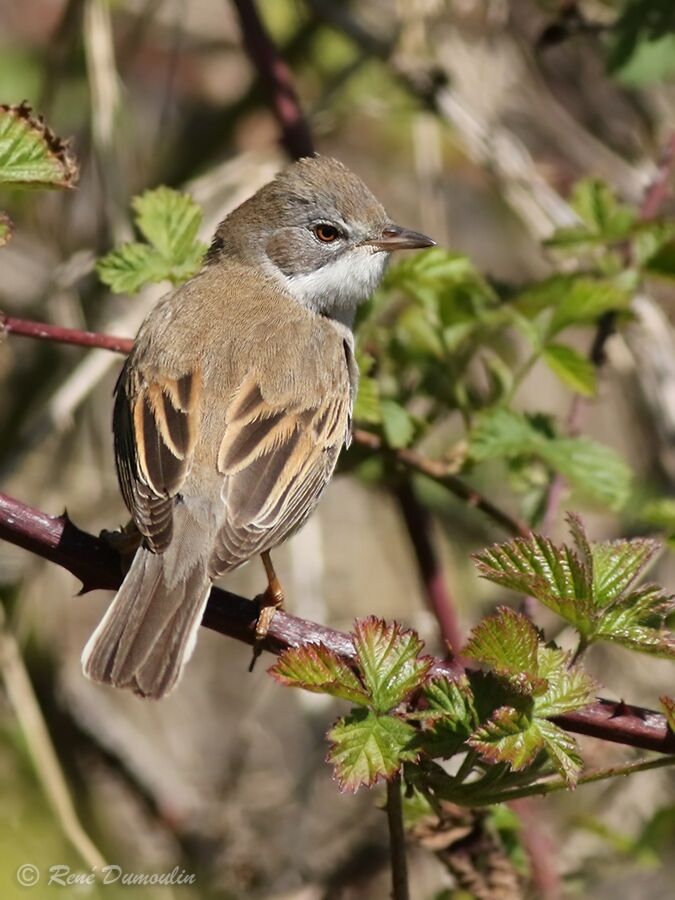 Fauvette grisette mâle adulte, identification