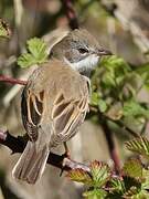 Common Whitethroat