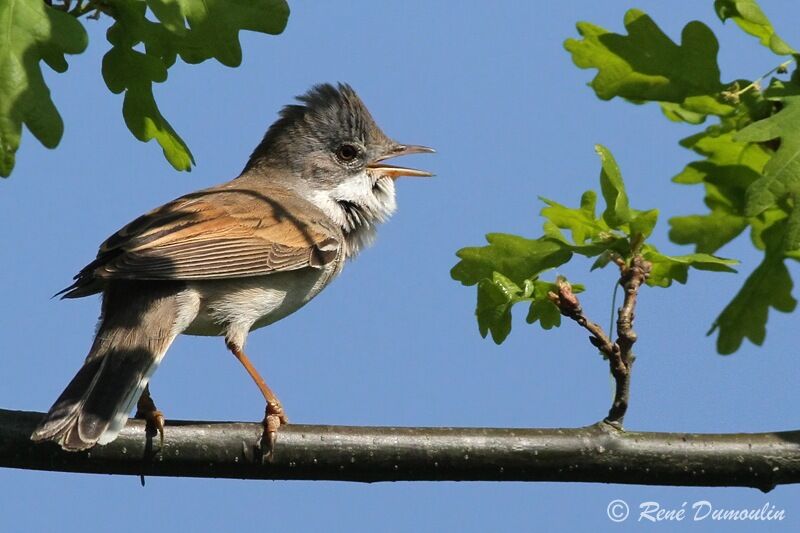 Fauvette grisette mâle adulte nuptial, identification, chant