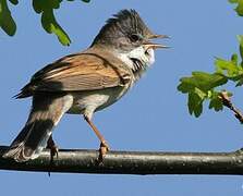 Common Whitethroat